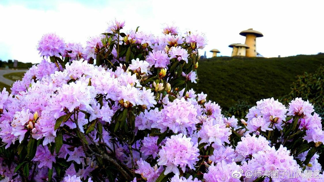 点赞网址推广免费快手